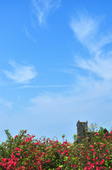 Beautiful blooming aszlea flowers in spring
