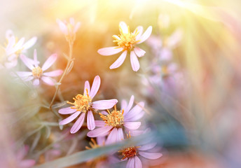 Spring flower in meadow - purple flowers