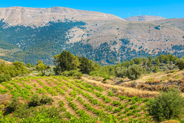 Vineyard. Rhodes, Greece