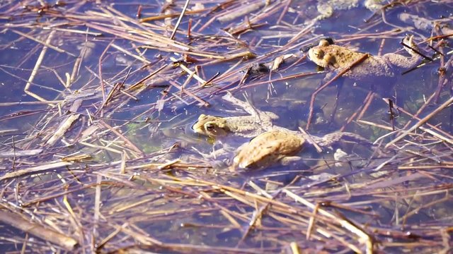 Erdkr&ouml;ten ( Bufo bufo ) bei der Paarung im und am Teich