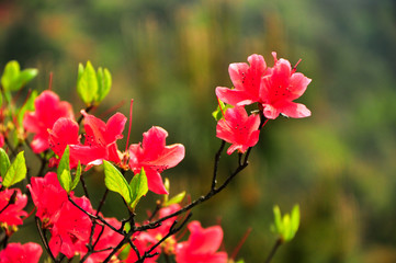 Beautiful blooming aszlea flowers in spring
