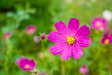Obraz premium Cosmea flower