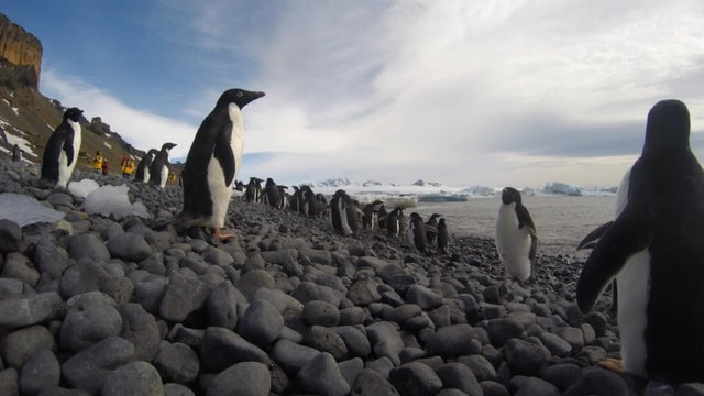 Adelie Penguins walk on the beach