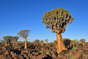 Quiver Tree Forest Namibia