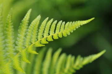 Fern Leaves