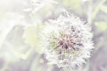 Dandelion close up on natural background