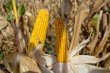 Yellow corncob on field