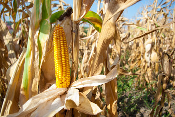 Yellow corncob on field © Todayphoto