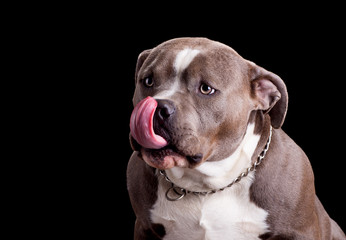 Portrait of an American Bully on a Black Background