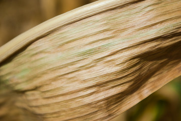 Dry corn © Todayphoto