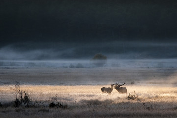 Bull elk courts a female in a beam of light at sunrise in a meadow.