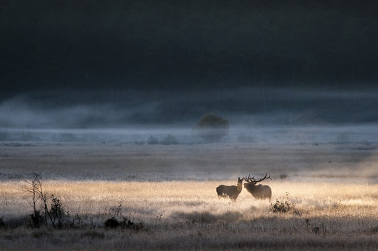 Fototapeta Bull elk courts a female in a beam of light at sunrise in a meadow.