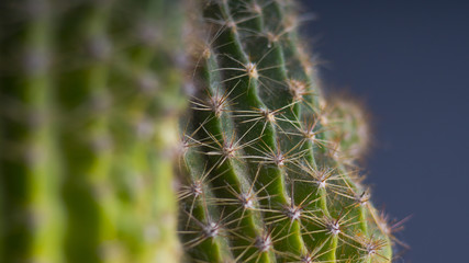 green cactus on dark background