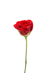  red rose isolated