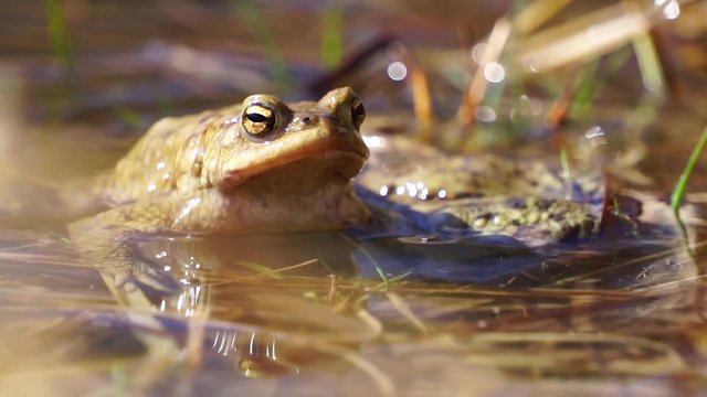 Erdkr&ouml;ten ( Bufo bufo ) bei der Paarung im und am Teich
