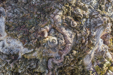 Abstract Detail of Burl on a Poplar Tree Bark