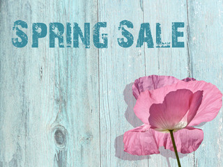 Freigestellter rosa Mohn vor zartblauer Holzwand mit horizontalem Schriftzug 