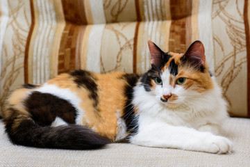 Fototapeta premium The fluffy red cat lies on a chair.