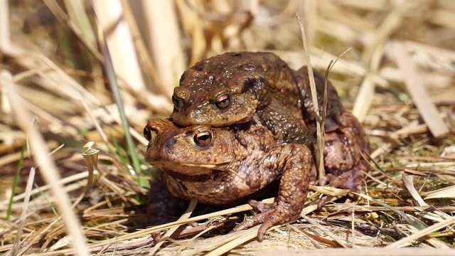 Erdkr&ouml;ten ( Bufo bufo ) bei der Paarung im und am Teich