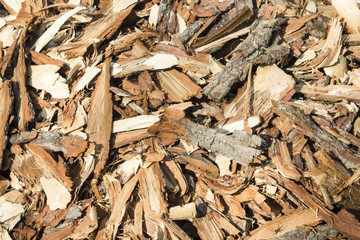 many hewn bark of fruit trees
