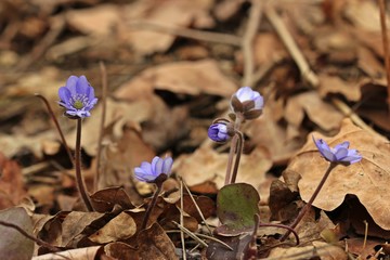 Leberblümchen (Hepatica nobilis) 



