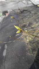 Весенняя ветка готова распуститься