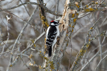 Male Downy Woopecker