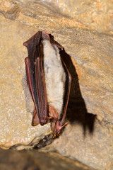 Greater mouse-eared bat ( Myotis myotis)