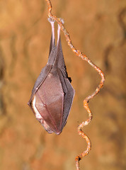 Greater mouse-eared bat ( Myotis myotis)