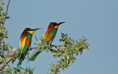 European bee-eater (Merops Apiaster) outdoor