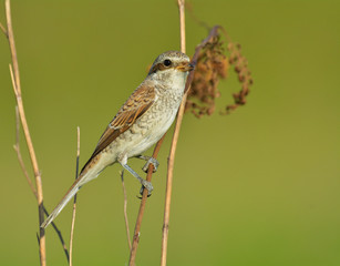 Red-backed shrike (Lanius Collurio)