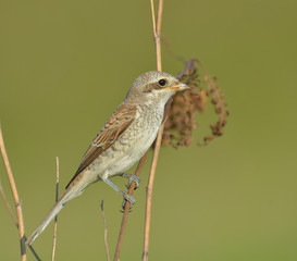 Red-backed shrike (Lanius Collurio)