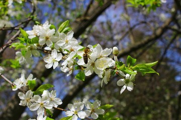 Spring blooming in the nature
