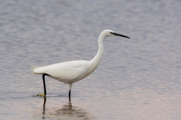 garzetta (Egretta garzetta) nello stagno