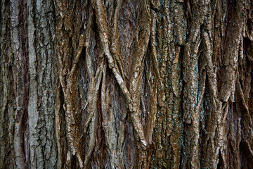 old tree bark