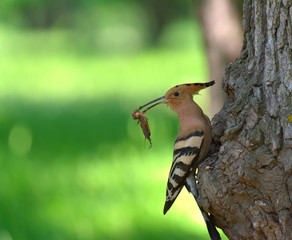 Nice bird with crest Hoopoe (Upupa epops)