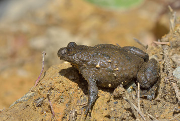 Agile Frog (Rana dalmatina)