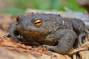 Agile Frog (Rana dalmatina)