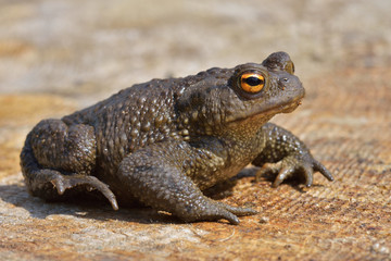 Agile Frog (Rana dalmatina)