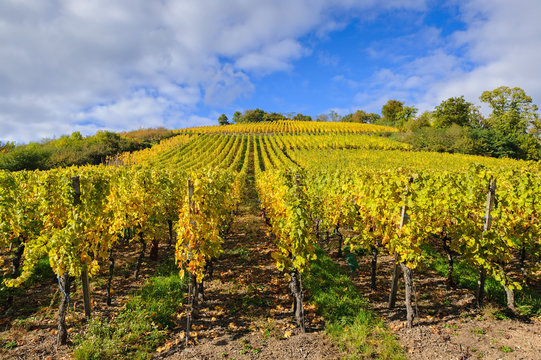 The yellow vines in the vicinity of Andlau in the fall, Alsace, France
