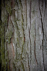 Fototapeta premium old tree bark
