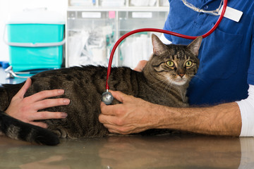 Katze beim Tierarzt