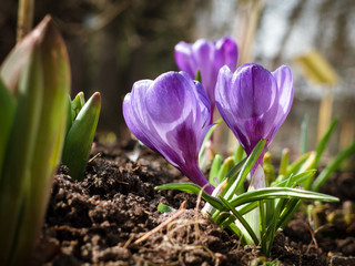 the first spring flowers