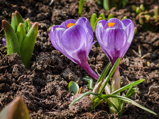 the first spring flowers