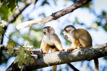 Naklejka na ściany i meble Deux bébés singes sur une branche