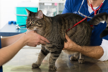 Katze beim Tierarzt