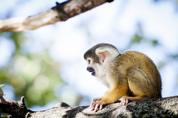 Obraz premium Petit saïmiri jaune à tête noire