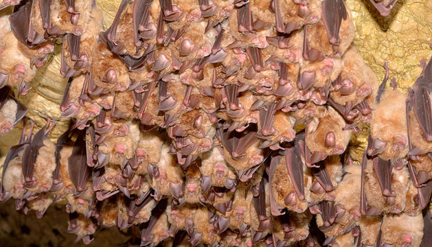 Greater Mouse-eared Bat ( Myotis Myotis)