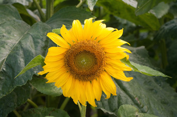 Sunflower field