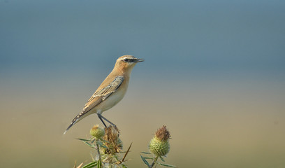Red-backed shrike (Lanius Collurio)